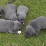 blue Staffordshire bull terriers