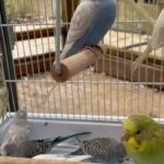 ADORABLE baby budgies and cages!!!