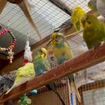 stunning budgies and cages