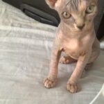 Ready to leave tabby female sphynx