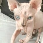 Last blue female kitten available