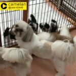 wonderful shih Tzu puppies available now