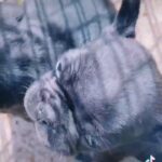 !!! TOP Quality Chunky French Bulldogs !!!