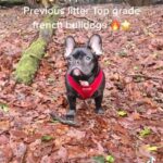 5 star ⭐️ top class french bulldogs ⭐️?