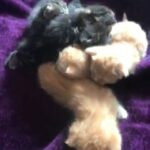 6 Mainecoon kittens