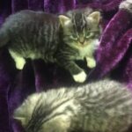 5 Mainecoon kittens