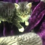 6 MAINECOON KITTENS