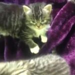 3 Mainecoon kittens