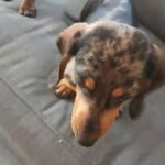Beautiful  Dachshund