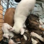 English Bull Terrier