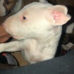 English Bull Terriers