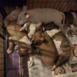 Miniature English Bull Terrier