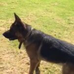 pair German shepherd in London