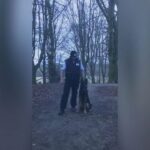 Male German Shepherd in London