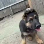 German shepherd puppies