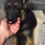 German shepherd puppies in London