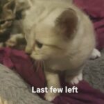 Kittens