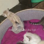 Kittens