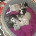 kittens