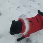 Canada pooch dog coat (medium)