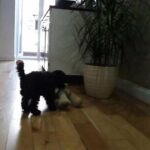 Toy Poodle KC reg boy
