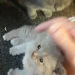 kittens in Lancashire