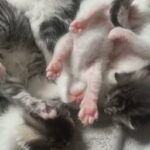 5 kittens