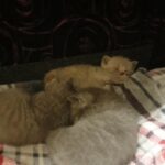 British short hair kittens in Lancashire