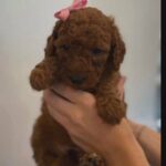 cavapoo puppies