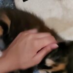 kitten