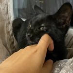 Panther is looking for a lovely home