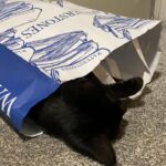 Panther is looking for a lovely family