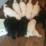 KC REGISTERED CHAMP BLOODLINE STANDARD POODLE PUPPIES