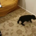 KC REGISTERED Standard Poodle puppys