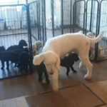 KC REGISTERED STANDARD POODLE PUPPYS