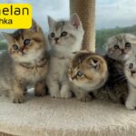 scotish kittens
