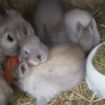 Pure Breed Netherland Dwarfs vaccinated