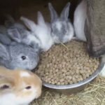 Giant French Lop babies