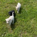 KC Registered Labrador puppies