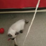 female kitten Siamese