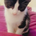 ADORABLE KITTEN 10 WEEKS OLD