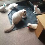 ragdoll siamese kittens