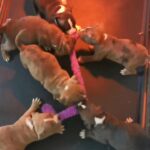 Two female staffy X pocket bully