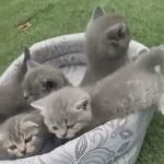 kittens scottish fold shorthair and british tabby shorthair
