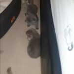 6 kittens scottish fold shorthair and british tabby shorthair