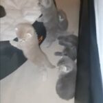 6 Kittens Scottish fold shorthair and British shorthair tabby