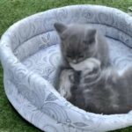 kittens for sale they are not the only ones
