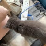 British blue