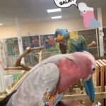 SILLY TAME HAND REARED MALE BABY GALAH COCKATOO