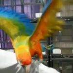 Tame & Talking Harlequin Macaw